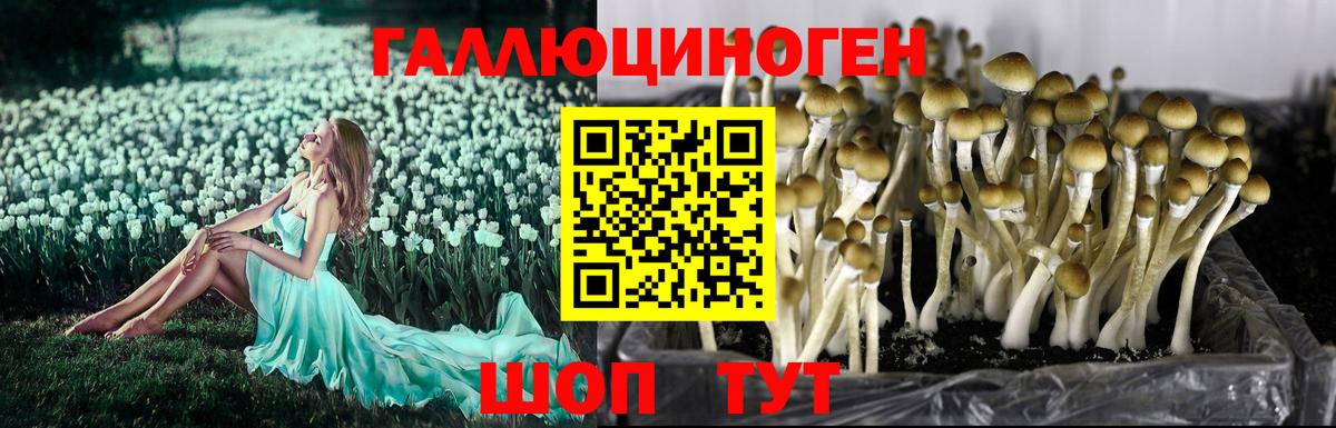 Омск  Галлюциногенные грибы прущие грибы  Вход с VPN 